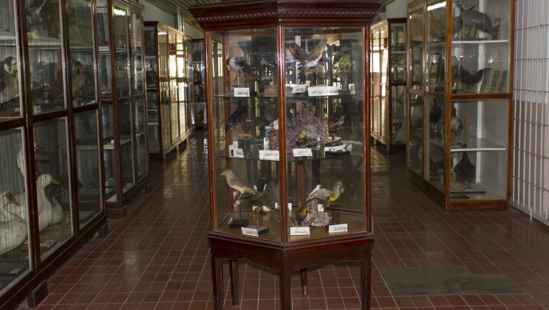 imagen Historia del Museo
