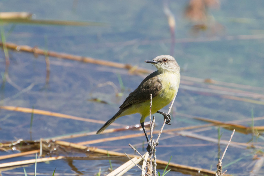 imagen Muestra Fotográfica de Aves de la Provincia de Mendoza