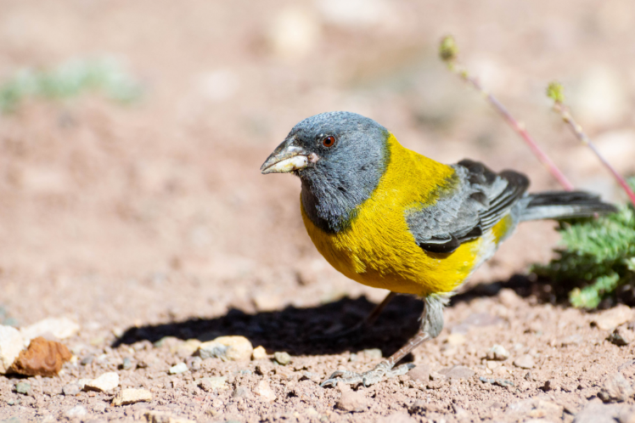 imagen Muestra Fotográfica de Aves de la Provincia de Mendoza