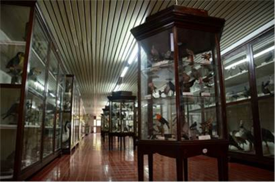 imagen Historia del Museo