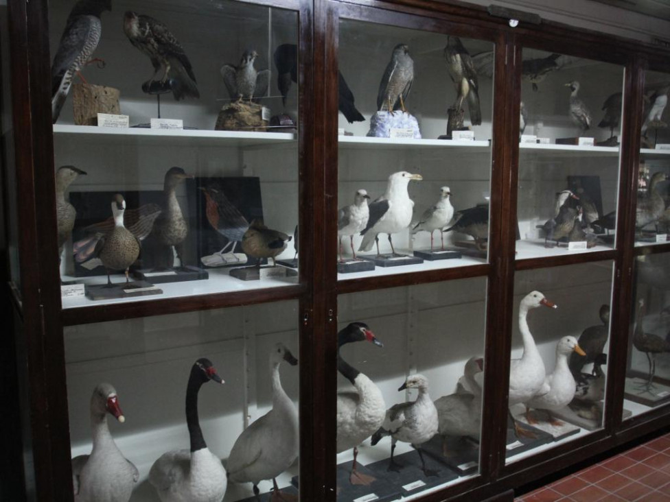 imagen Cómo sobrevive la taxidermia en Mendoza